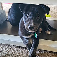 Newt is registered to the contest to win money with this photo: puppy, dog, black_dog, shelf, wooden_furniture, carpet, indoor, pet, young_dog, collar, tag, curious, cute, animal, looking, resting, home, cozy, fur, paw