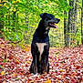 Newt joined the competition — help win amazing prizes! dog, black_dog, autumn, fall_leaves, forest, path, nature, outdoor, leaf_litter, trees, greenery, canine, sitting, tongue_out, sunlight, woods, seasonal, animal, pet, happy
