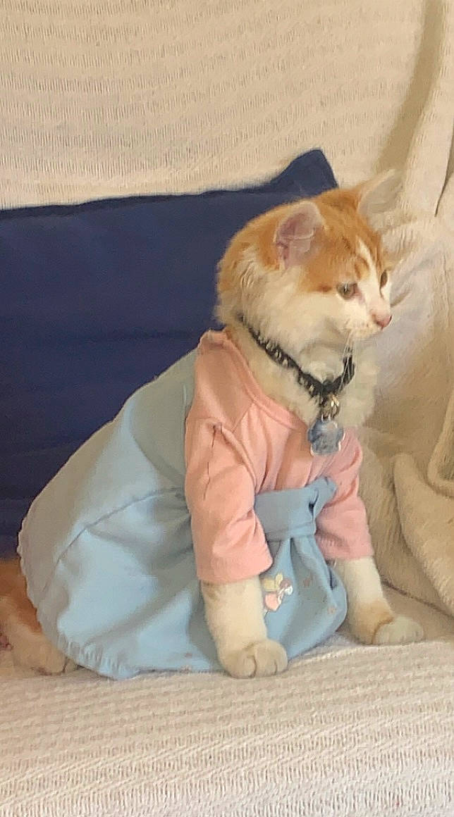 Timmy is registered to the contest to win money with this photo: canidae, carnivore, cat, comfort, companion_dog, dog_breed, fawn, felidae, flooring, fur, paw, peach, sleeve, small_to_medium_sized_cats, smile, snout, stuffed_toy, tail, toy, whiskers