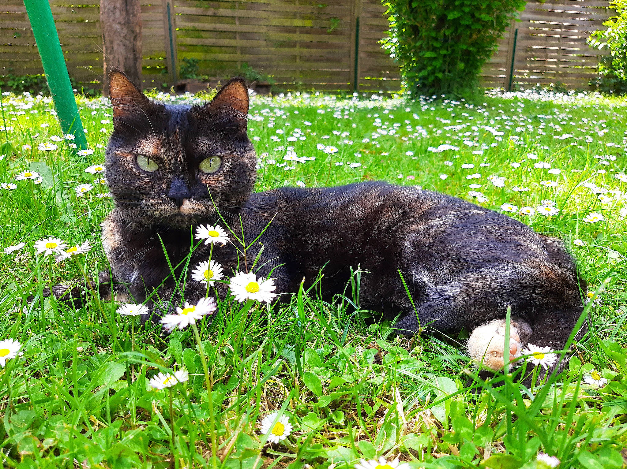 Rhéa a rejoint le concours — aidez-le/la à gagner de superbes lots ! black_cat, bombay, botany, carnivore, cat, domestic_short_haired_cat, felidae, flower, garden, grass, grass_family, groundcover, houseplant, lawn, plant, shrub, small_to_medium_sized_cats, tail, terrestrial_animal, whiskers