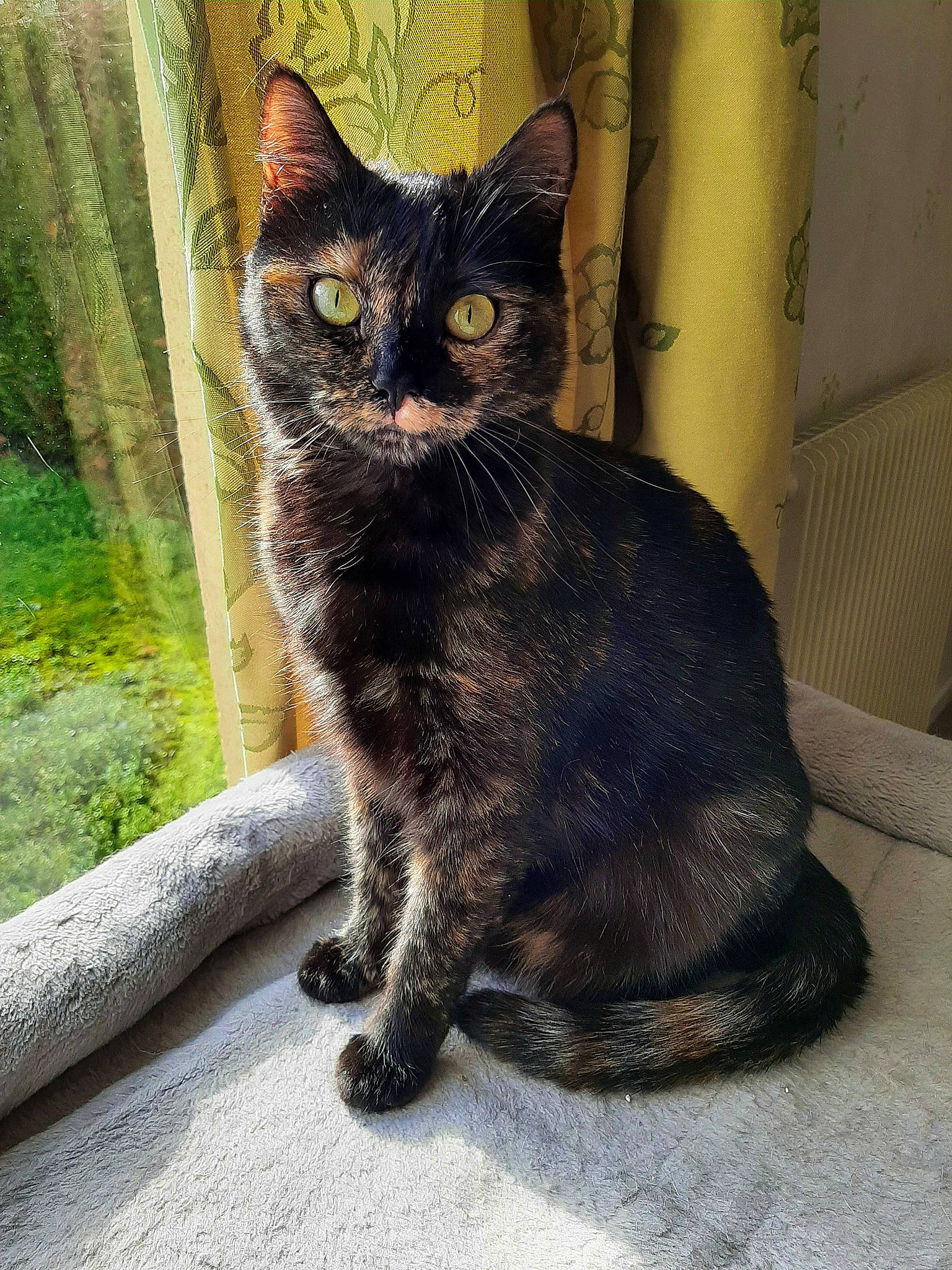 Rhéa participe au concours pour gagner de l'argent avec cette photo : black_cat, bombay, carnivore, cat, claw, domestic_short_haired_cat, eye, felidae, fur, grey, head, iris, paw, plant, small_to_medium_sized_cats, snout, tail, terrestrial_animal, whiskers, window