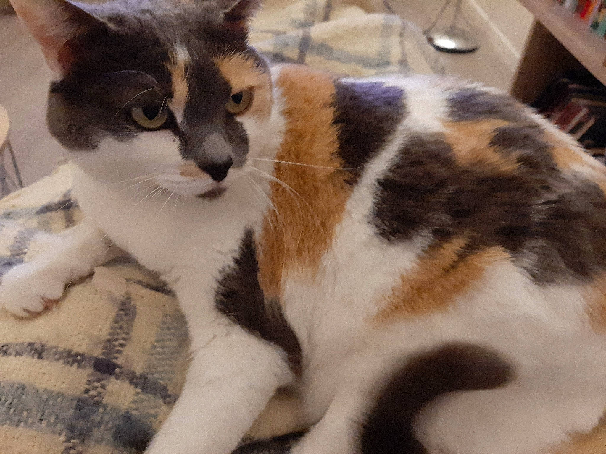 Hera participe au concours pour gagner de l'argent avec cette photo : carnivore, cat, claw, comfort, domestic_short_haired_cat, felidae, fur, mammal, paw, shelf, small_to_medium_sized_cats, snout, tail, terrestrial_animal, whiskers