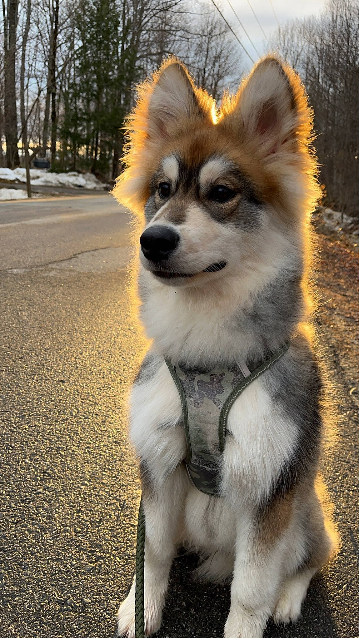 Kodak is registered to the contest to win money with this photo: canidae, canis, carnivore, companion_dog, corgi_chihuahua, dog, dog_breed, dog_supply, fawn, fur, non_sporting_group, snout, spitz, sporting_group, terrestrial_animal, toy_dog, tree, whiskers, wildlife, working_dog
