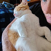 Pumpkin is registered to the contest to win money with this photo: arm, blanket, blue_eyes, cat, close_up, comfort, companion, couch, cozy, furniture, ginger_cat, human_face, indoor, nap, person, pet, relaxation, resting, sleeping, white_cat