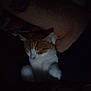cat, sleeping, orange_and_white, pet, animal, leg, human, resting, cozy, dark, indoor, feline, paw, comfort, relaxation, closeup, snuggling, quiet, calm, domestic
