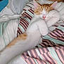 cat, kitten, sleeping, paw, orange_and_white, striped_blanket, cozy, resting, cute, pet, indoors, soft, relaxed, fur, animal, domestic, comfort, blanket, nap, feline