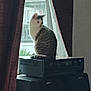 cat, window, curtains, stereo_system, speaker, indoor, pet, feline, electronics, home, gazing, light, shadow, gray, white, striped, sitting, quiet, contemplative, furniture