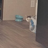 Sea Biscuit joined the competition — help win amazing prizes! cat, peeking, curious, plastic_bag, floor, wooden_floor, bowl, pet_bowl, indoor, wall, corner, power_outlet, home, feline, animal, hidden, apartment, quiet, quiet_moment, domestic