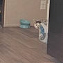 cat, peeking, curious, plastic_bag, floor, wooden_floor, bowl, pet_bowl, indoor, wall, corner, power_outlet, home, feline, animal, hidden, apartment, quiet, quiet_moment, domestic