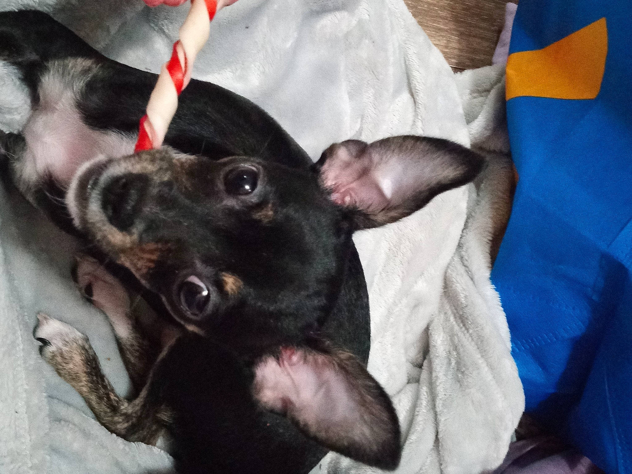 Biggie is registered to the contest to win money with this photo: canidae, carnivore, comfort, companion_dog, dog, dog_breed, ear, fawn, fur, guard_dog, non_sporting_group, paw, puppy, snout, sporting_group, toy_dog, whiskers, working_animal