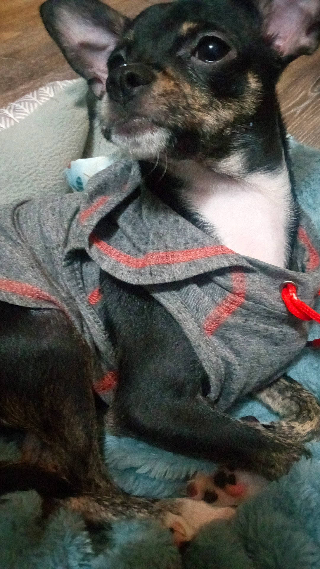 Biggie is registered to the contest to win money with this photo: canidae, carnivore, chihuahua, collar, companion_dog, dog, dog_breed, dog_collar, dog_supply, ear, fawn, fur, grey, pet_supply, snout, sporting_group, toy_dog, whiskers, working_animal, working_dog