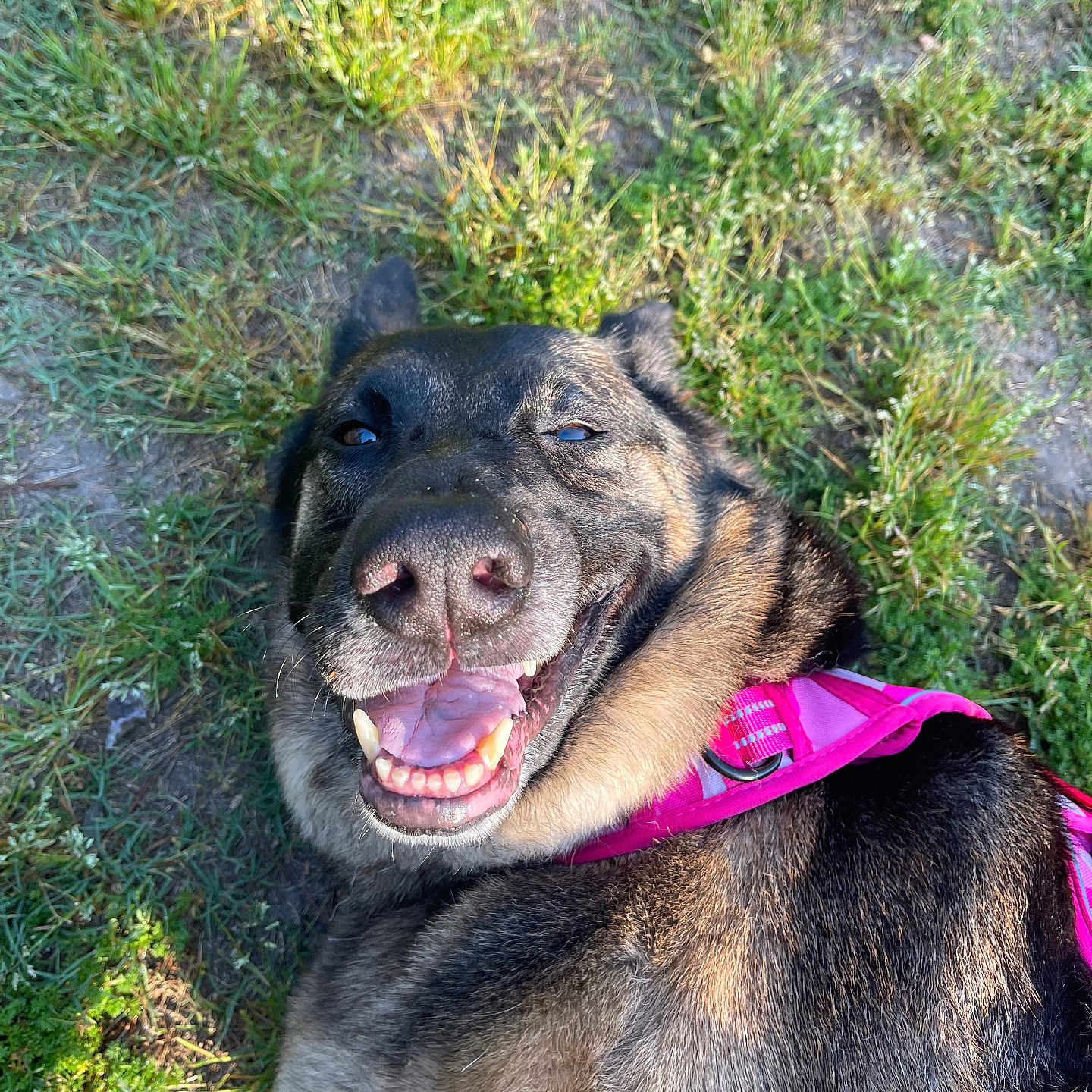Princess Donut is registered to the contest to win money with this photo: dog, smiling, grass, outdoor, happy, canine, pet, animal, fur, sunlight, nature, playful, tongue, ears, leash, collar, closeup, muzzle, pink_harness, relaxed