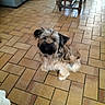 animal, black_muzzle, blanket, brown_fur, cozy, curious, dog, floor, fur, home, indoor, living_room, looking_up, pet, scruffy, small_dog, sofa, table, tile, wooden_table