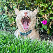 Milo is registered to the contest to win money with this photo: animal, cat, close_up, collar, cute, daylight, garden, grass, greenery, leaf, mammal, nature, outdoor, pet, pink_flower, relaxed, teeth, tongue, whiskers, yawning