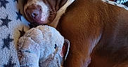 Balou a rejoint le concours — aidez-le/la à gagner de superbes lots ! animal, blanket, brown, closeup, comfort, companion, cozy, cute, dog, elephant, fur, home, indoor, pet, relaxing, resting, sleeping, snuggling, soft, stuffed_toy