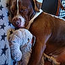 Balou a rejoint le concours — aidez-le/la à gagner de superbes lots ! dog, sleeping, stuffed_toy, elephant, blanket, brown, cozy, indoor, pet, cute, snuggling, relaxing, animal, fur, resting, closeup, soft, companion, comfort, home