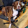 Balou a rejoint le concours — aidez-le/la à gagner de superbes lots ! dog, sleeping, brown_and_white, office_chair, armrest, indoor, relaxed, pet, canine, resting, floor, shelving, storage, boxes, workshop, paw, fur, napping, seat, animal