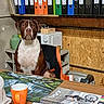 dog, brown_and_white, sitting, table, orange_mug, papers, notebook, binders, office, workshop, microwave, wooden_wall, chair, shelf, writing, pen, cup, indoor, desk, stationery
