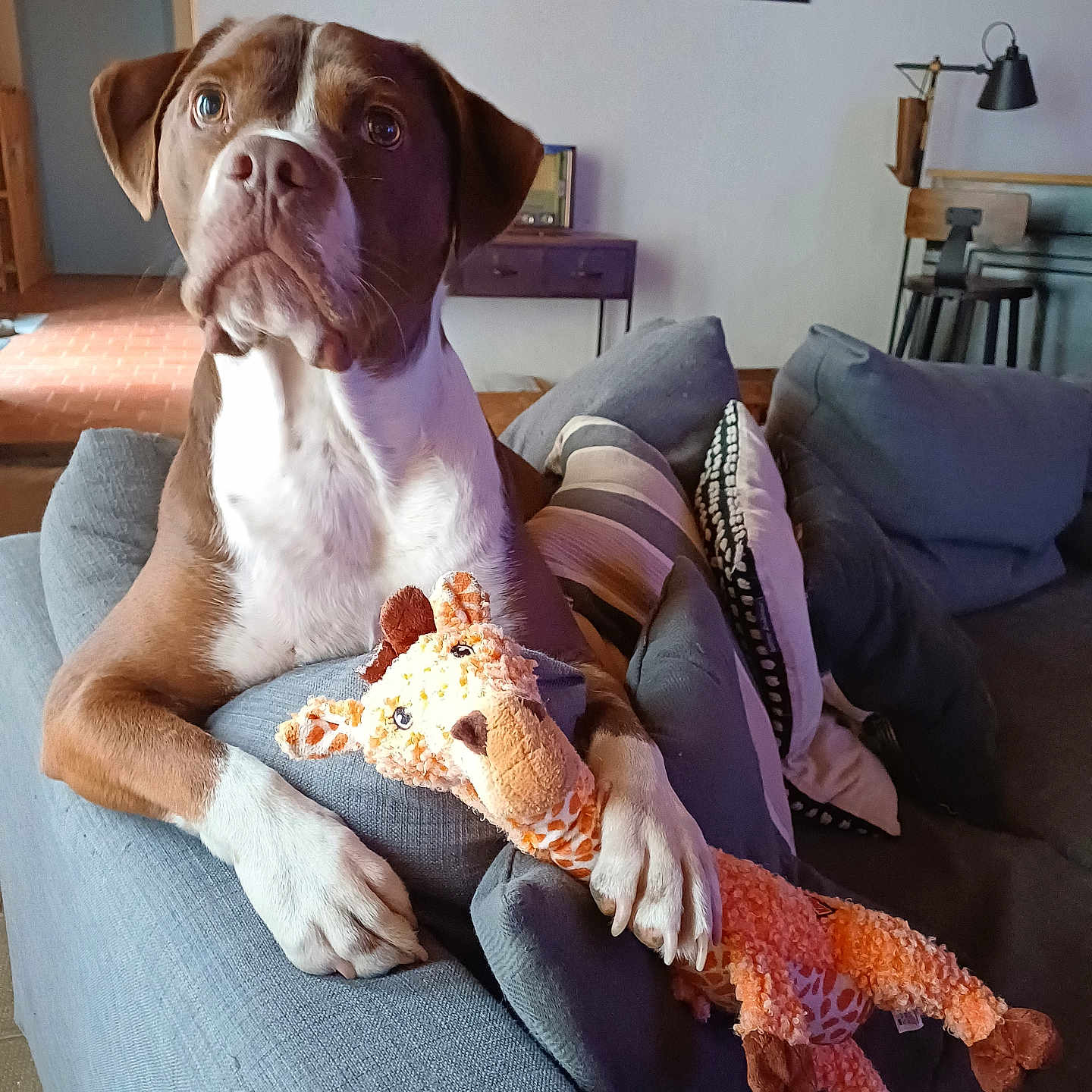 Balou participe au concours pour gagner de l'argent avec cette photo : dog, plush_toy, giraffe_toy, couch, cushions, indoor, pet, brown_dog, white_paws, living_room, furniture, cozy, home_decor, table, lamp, wall_art, relaxed, animal, cute, portrait