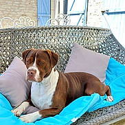 Balou participe au concours pour gagner de l'argent avec cette photo : dog, brown_dog, white_dog, wicker_bench, cushions, blue_cushion, gray_cushion, outdoor, porch, wooden_floor, stone_wall, blue_shutters, pet, relaxed, resting, sunlight, summer, animal, domestic_animal, canine