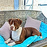 dog, brown_dog, white_dog, wicker_bench, cushions, blue_cushion, gray_cushion, outdoor, porch, wooden_floor, stone_wall, blue_shutters, pet, relaxed, resting, sunlight, summer, animal, domestic_animal, canine