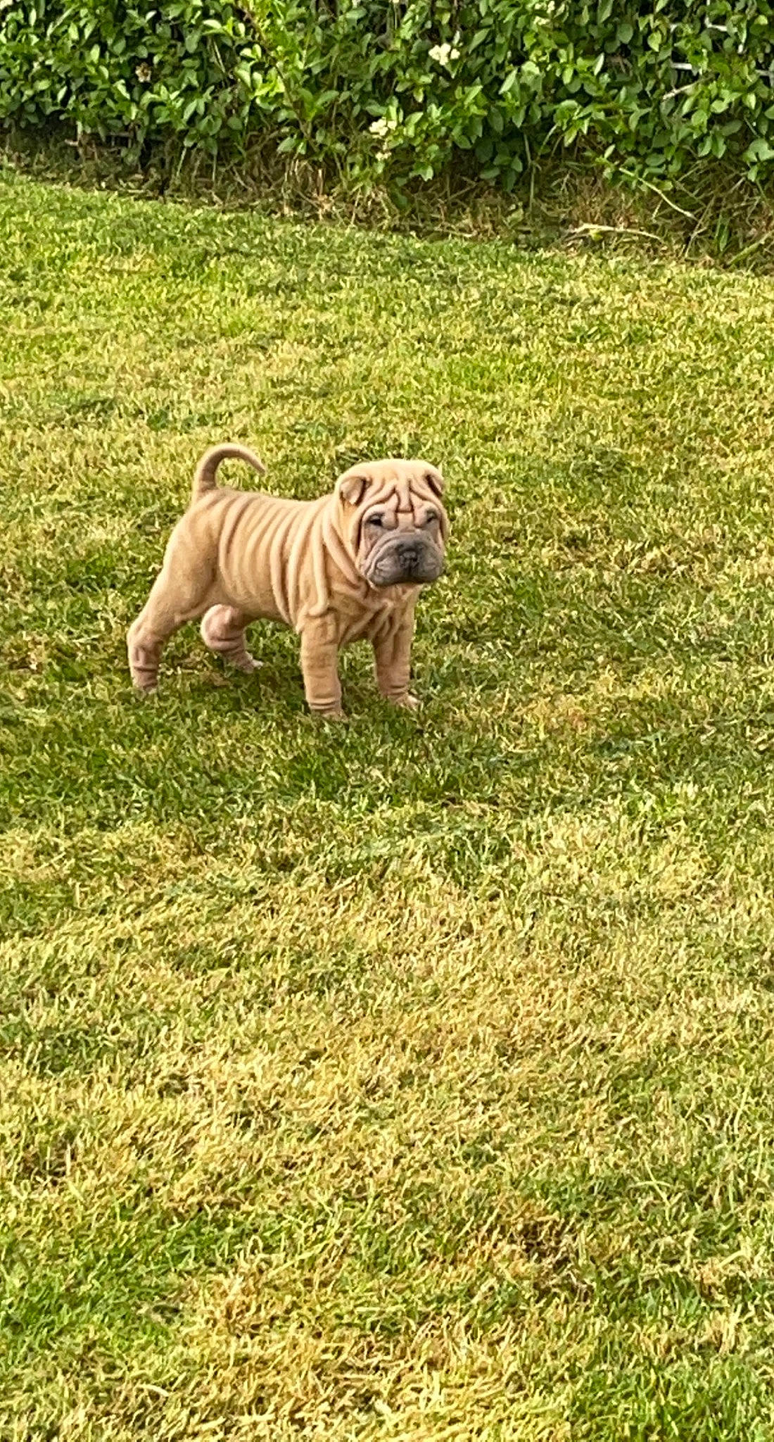 Bob is registered to the contest to win money with this photo: bengal_tiger, big_cats, carnivore, dog_breed, fawn, felidae, grass, grassland, groundcover, meadow, ori_pei, plant, prairie, shar_pei, siberian_tiger, snout, tail, terrestrial_animal, tiger, wrinkle