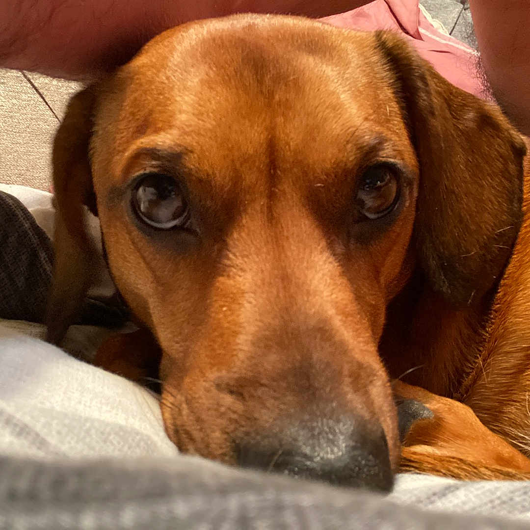 Scooby Doo joined the competition — help win amazing prizes! dog, brown_dog, close_up, indoor, resting, looking_up, cozy, person, soft_surface, fur, pet, animal, companion, cute, face, ears, snout, home, relaxing, portrait