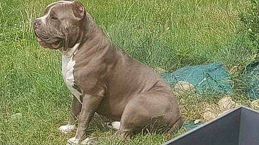 Rasko participe au concours pour gagner de l'argent avec cette photo : ancient_dog_breeds, carnivore, companion_dog, dog, dog_breed, fawn, grass, liver, molosser, non_sporting_group, plant, snout, sporting_group, tail, terrestrial_animal, working_animal, working_dog, wrinkle