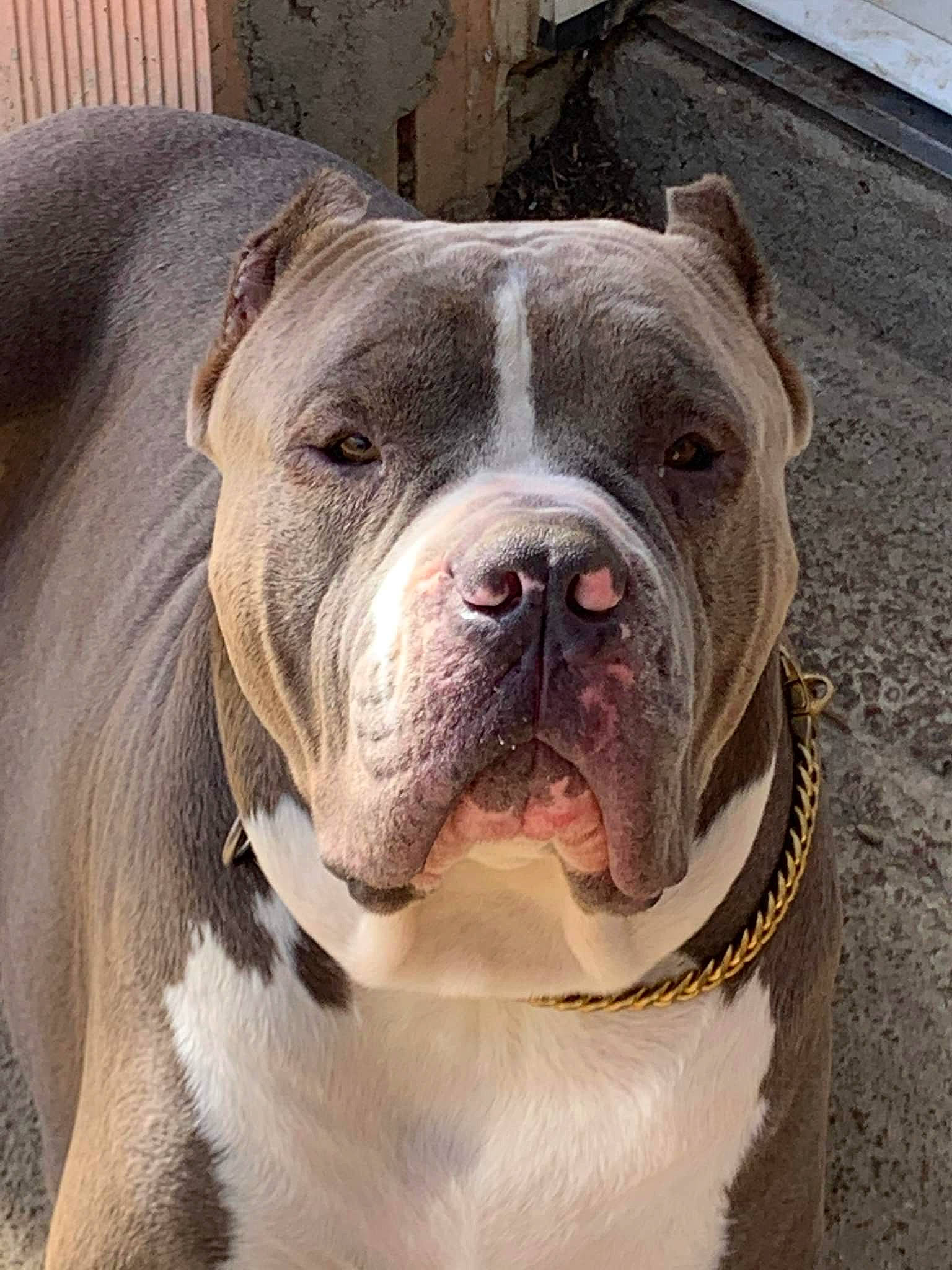 Rasko a rejoint le concours — aidez-le/la à gagner de superbes lots ! carnivore, collar, comfort, companion_dog, dog, dog_breed, dog_collar, fawn, non_sporting_group, snout, sporting_group, terrestrial_animal, window, working_animal, wrinkle