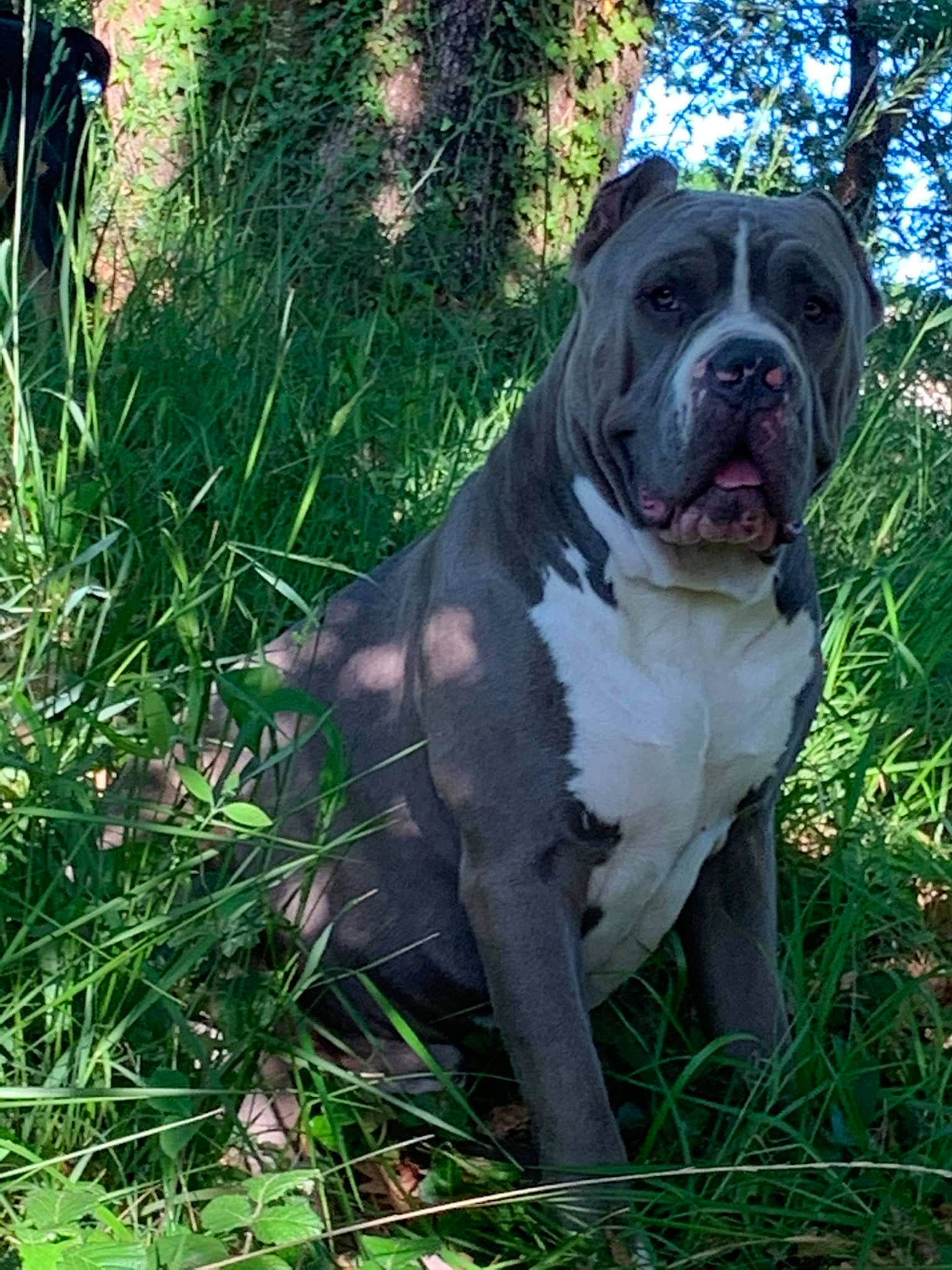 Rasko a rejoint le concours — aidez-le/la à gagner de superbes lots ! boxer, bulldog, canidae, carnivore, collar, companion_dog, dog, dog_breed, dog_collar, fawn, grass, groundcover, molosser, non_sporting_group, plant, snout, sporting_group, tree, working_animal, working_dog