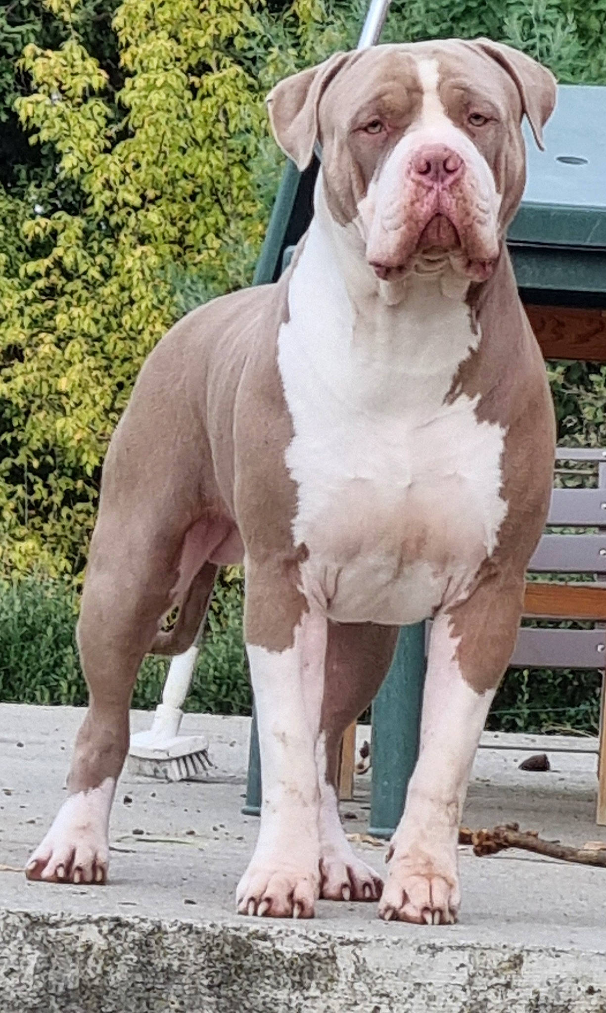 Sparta a rejoint le concours — aidez-le/la à gagner de superbes lots ! ancient_dog_breeds, carnivore, collar, companion_dog, dog, dog_breed, dog_collar, fawn, foot, grass, liver, molosser, non_sporting_group, plant, sporting_group, tree, working_animal, working_dog