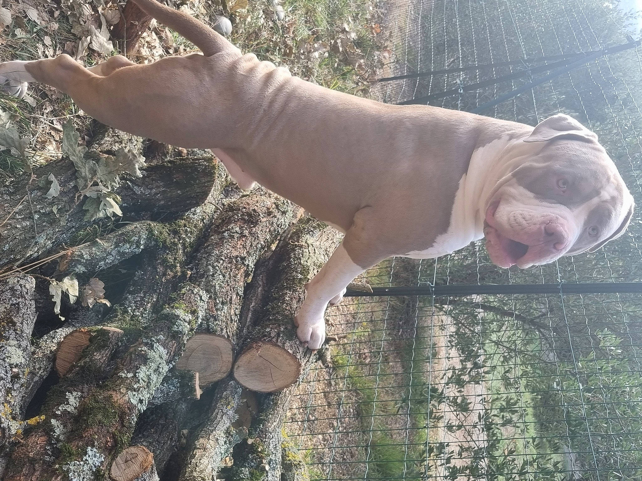 Sparta a rejoint le concours — aidez-le/la à gagner de superbes lots ! fawn, finger, foot, fun, gesture, grass, hand, happy, human_body, human_leg, nail, people_in_nature, plant, soil, tail, thigh, thumb, tree, water, wood