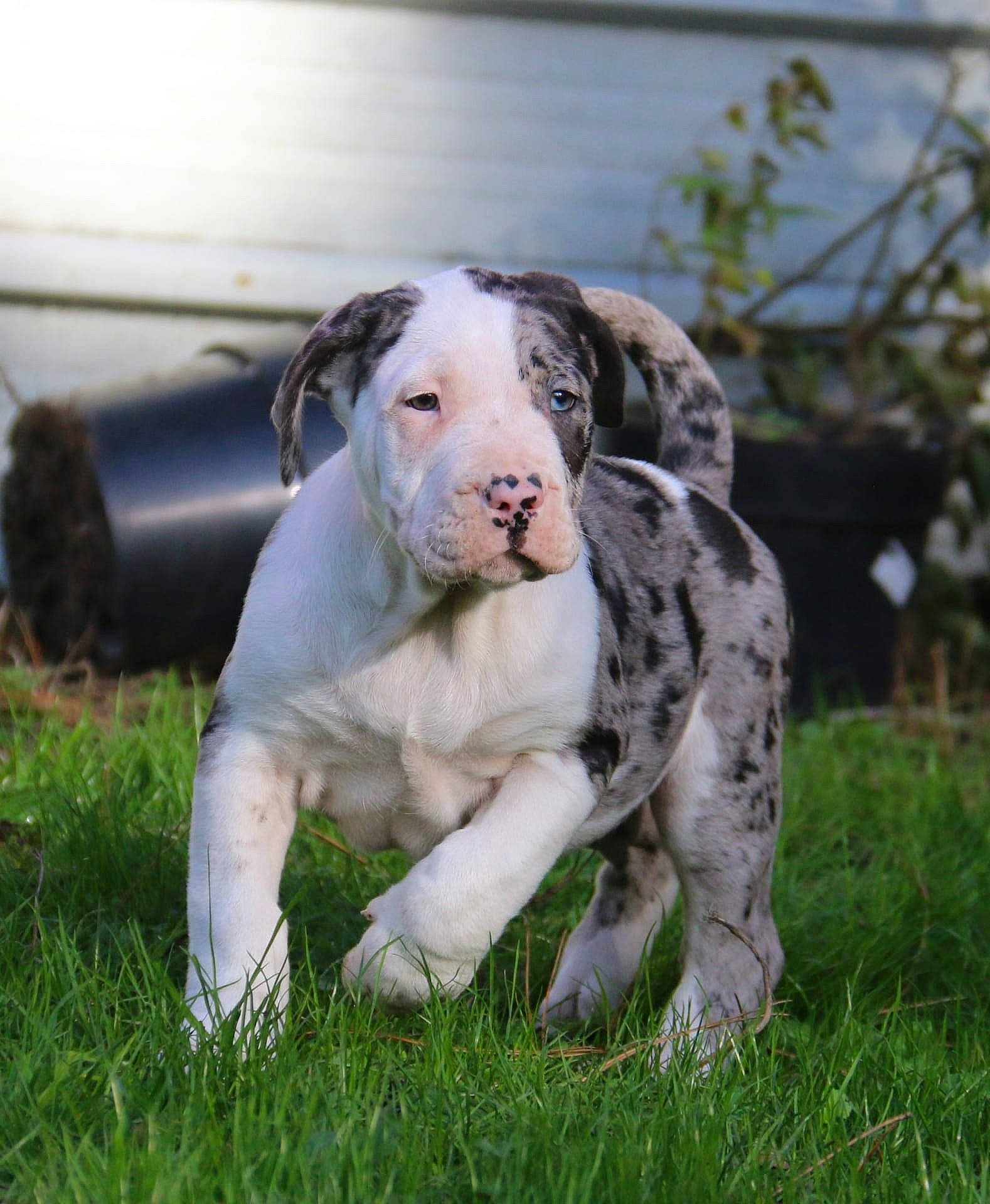 Syara participe au concours pour gagner de l'argent avec cette photo : canidae, carnivore, companion_dog, dog, dog_breed, fawn, fur, grass, gun_dog, molosser, paw, plant, snout, sporting_group, tail, terrestrial_animal, vegetable, whiskers, working_animal, working_dog