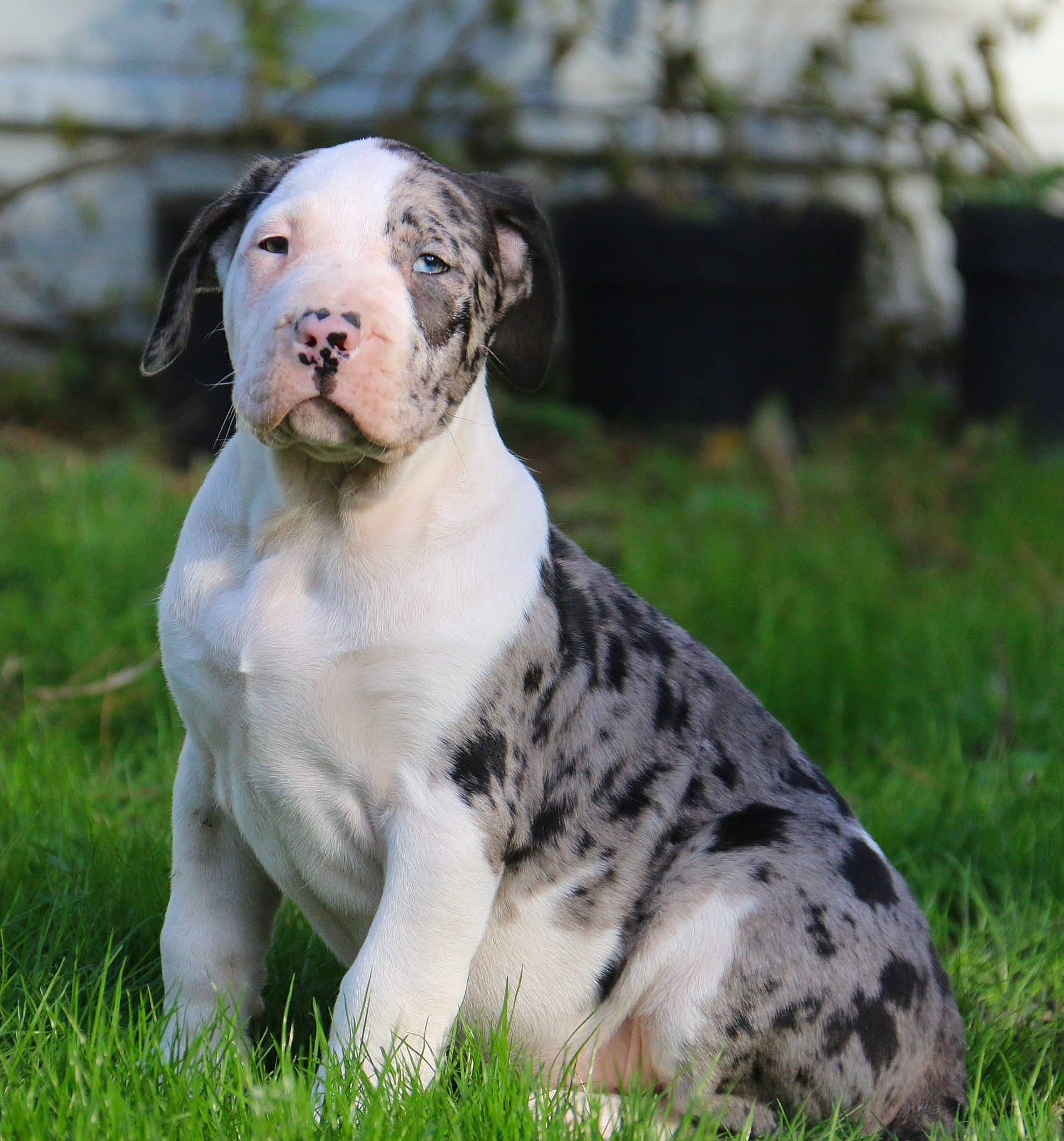 Syara a rejoint le concours — aidez-le/la à gagner de superbes lots ! ancient_dog_breeds, canidae, carnivore, collar, companion_dog, dog, dog_breed, dog_collar, fawn, fur, grass, grassland, non_sporting_group, plant, snout, sporting_group, terrestrial_animal, whiskers, working_animal, working_dog