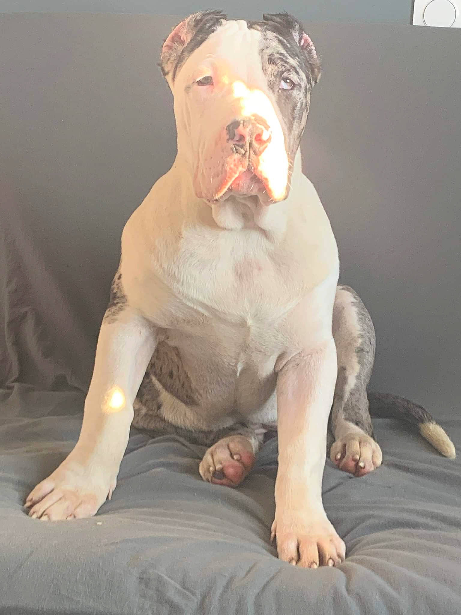 Syara participe au concours pour gagner de l'argent avec cette photo : art, bulldog, canidae, carnivore, comfort, companion_dog, dog, dog_breed, fawn, flash_photography, human_leg, jaw, knee, sitting, snout, sporting_group, tail, thigh, toy, whiskers