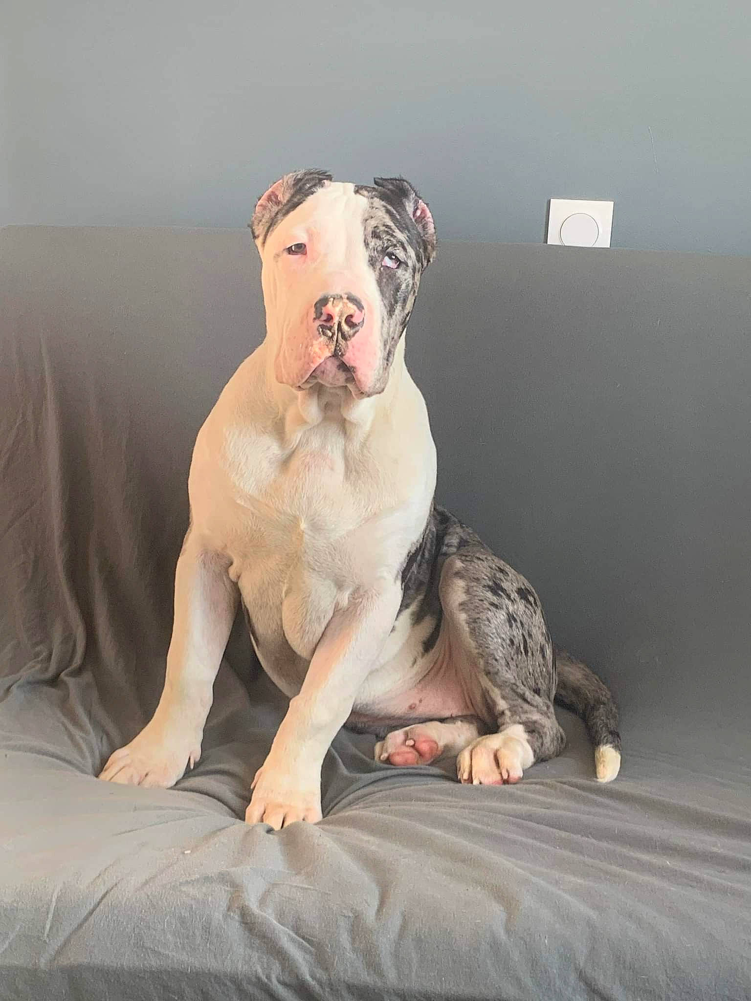 Syara a rejoint le concours — aidez-le/la à gagner de superbes lots ! art, bulldog, carnivore, comfort, companion_dog, dog, dog_breed, fawn, felidae, flash_photography, foot, fur, human_body, human_leg, knee, leg, snout, sporting_group, toy, whiskers