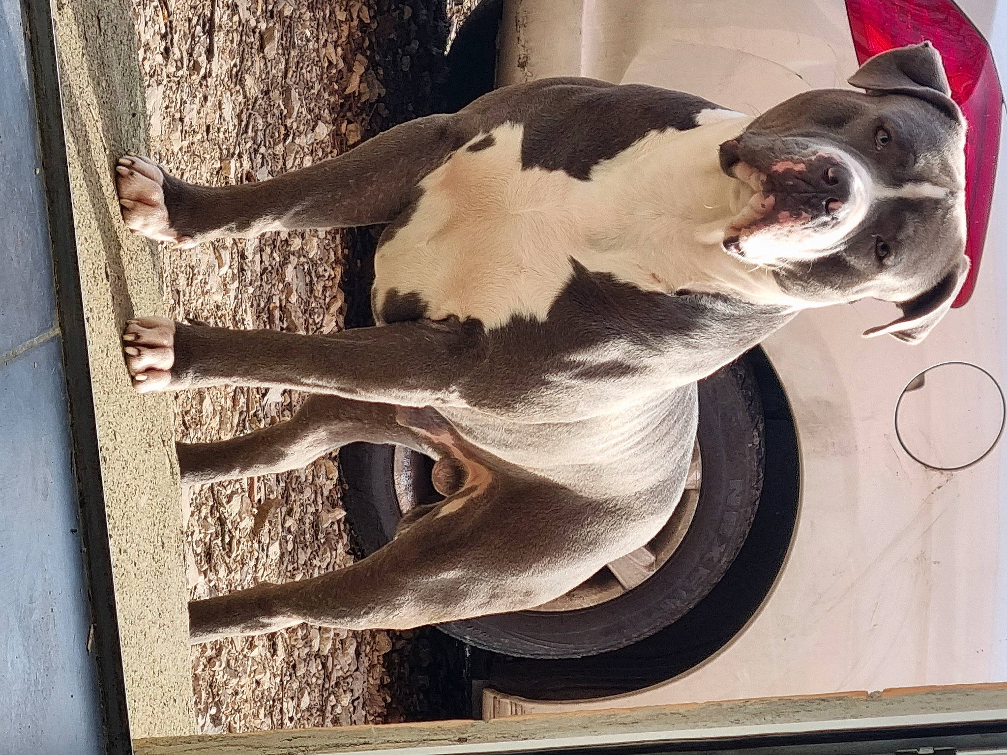 Tyson participe au concours pour gagner de l'argent avec cette photo : carnivore, collar, companion_dog, dog, dog_breed, dog_collar, dog_supply, eyewear, fawn, goggles, jaw, pet_supply, snout, sunglasses, tail, tints_and_shades, whiskers, window, wood, working_animal