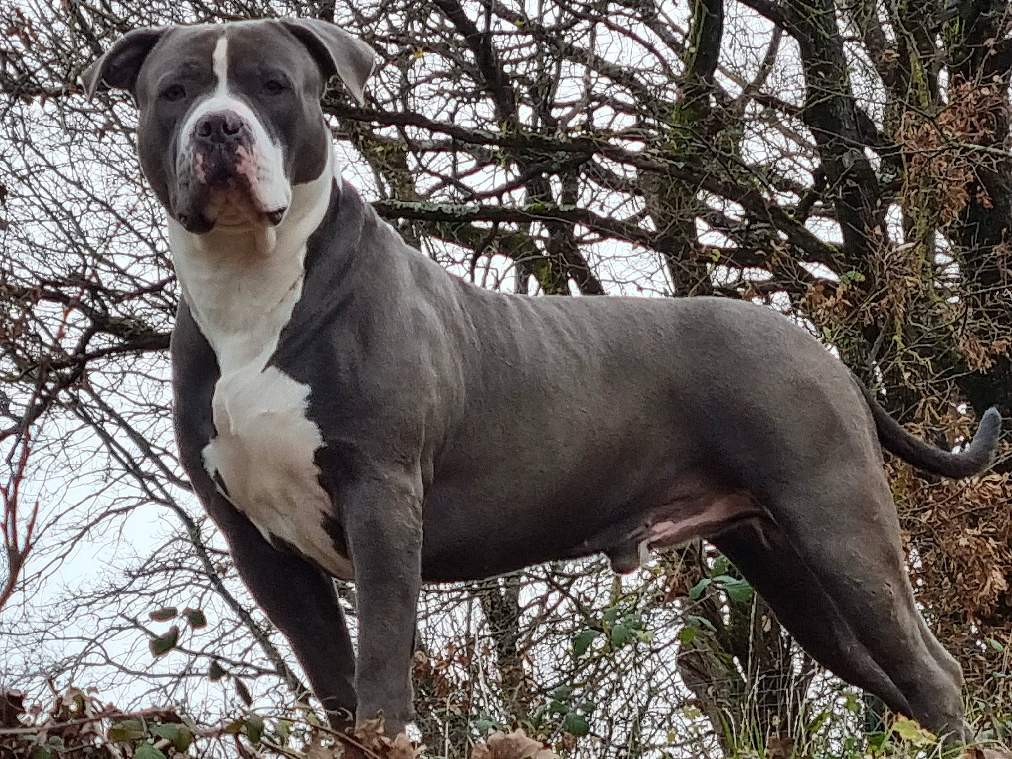 Tyson a rejoint le concours — aidez-le/la à gagner de superbes lots ! ancient_dog_breeds, carnivore, companion_dog, dog, dog_breed, fawn, liver, molosser, plant, sky, snout, sporting_group, terrestrial_animal, tree, twig, whiskers, working_animal