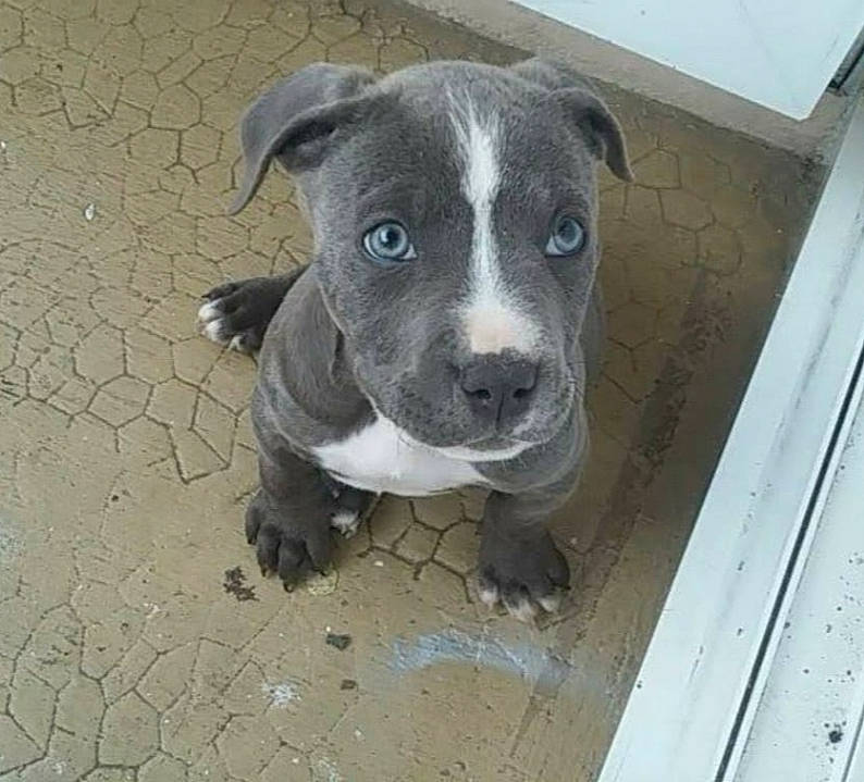 Pango participe au concours pour gagner de l'argent avec cette photo : carnivore, companion_dog, dog, dog_breed, pet_supply, snout, sporting_group, street_dog, terrestrial_animal, whiskers, working_animal