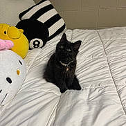 Lucky is registered to the contest to win money with this photo: kitten, black_cat, bed, white_bedspread, plush_pillow, yellow_plush, striped_pillow, white_plush, indoor, cute, pet, collar, sitting, furniture, cozy, soft, toy, sleeping_area, wall, cute_pet
