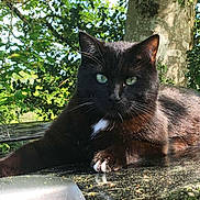Tichat participe au concours pour gagner de l'argent avec cette photo : animal, black_cat, cat, close_up, daylight, feline, fur, green_eyes, green_leaves, nature, outdoor, paw, pet, relaxing, resting, shiny_surface, sunlight, tree, whiskers, wildlife