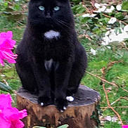 Tichat a rejoint le concours — aidez-le/la à gagner de superbes lots ! animal, black_cat, cat, cute, feline, flora, flower, fur, garden, greenery, mammal, nature, outdoor, pet, pink_flower, plant, sitting, tree_stump, white_patch, wildlife