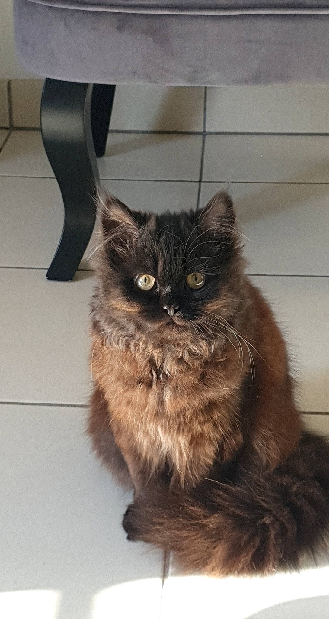 Choupie participe au concours pour gagner de l'argent avec cette photo : black_cat, carnivore, cat, claw, domestic_short_haired_cat, fawn, felidae, flooring, fur, grey, paw, small_to_medium_sized_cats, snout, tail, terrestrial_animal, whiskers, wood