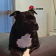 Ruby a rejoint le concours — aidez-le/la à gagner de superbes lots ! animal, architecture, ball, building, bulldog, canine, couch, dog, football, furniture, indoors, interiordesign, livingroom, pet, puppy, room, soccer, soccerball, sport, tennis