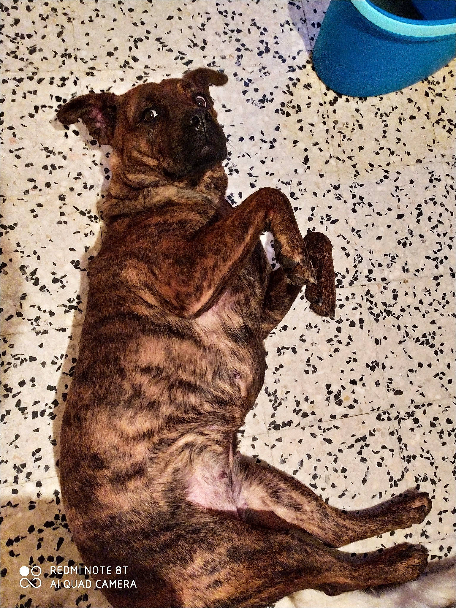 Kiara participe au concours pour gagner de l'argent avec cette photo : canidae, carnivore, cat, dog, felidae, mountain_cur, non_sporting_group, small_to_medium_sized_cats, whiskers