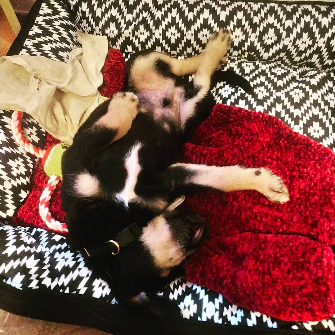 Nesta participe au concours pour gagner de l'argent avec cette photo : blanket, boston_terrier, canidae, carnivore, cat, comfort, couch, dog, dog_breed, felidae, fur, furniture, kitten, linens, nap, non_sporting_group, paw, puppy, small_to_medium_sized_cats, tail