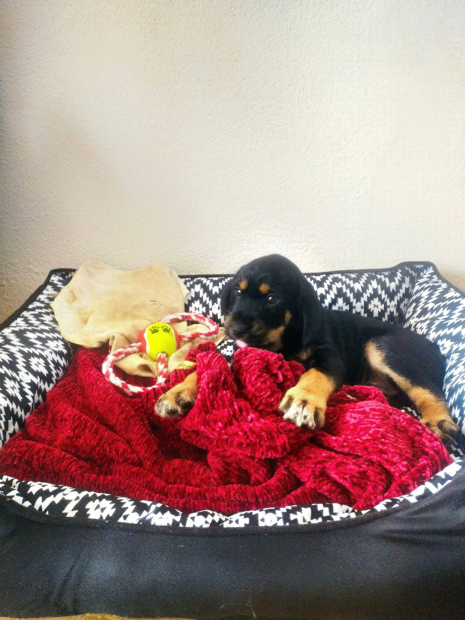 Nesta participe au concours pour gagner de l'argent avec cette photo : canidae, carnivore, cavalier_king_charles_spaniel, companion_dog, dachshund, dobermann, dog, dog_breed, german_pinscher, guard_dog, miniature_pinscher, puppy, rottweiler, sporting_group