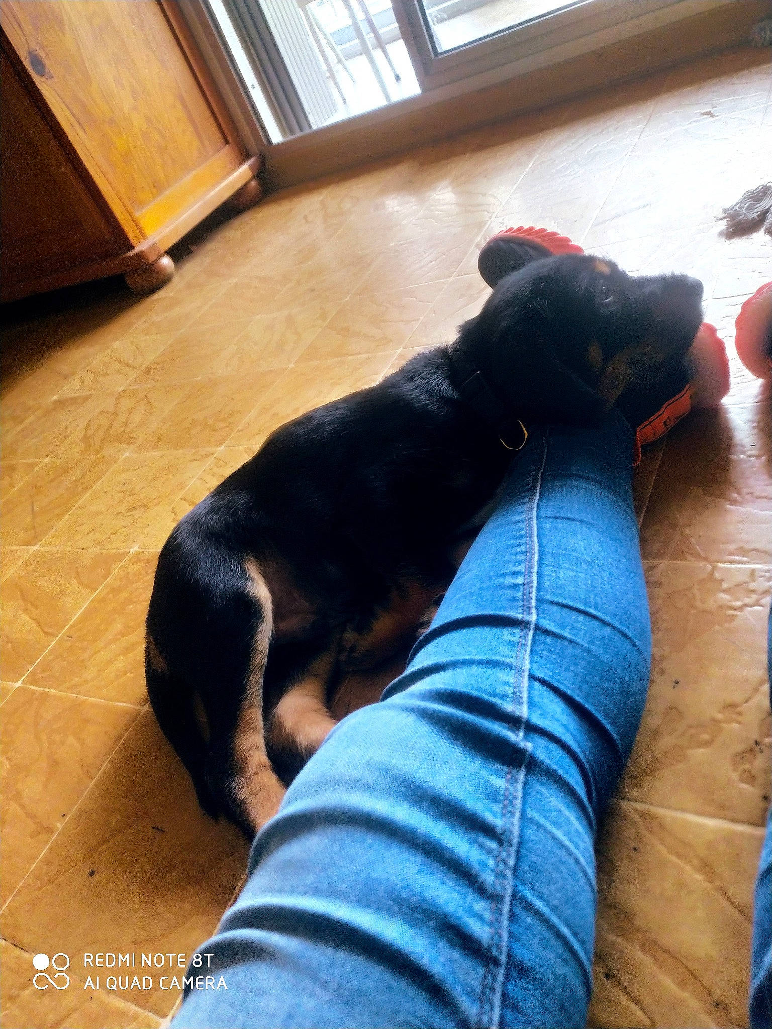 Nesta participe au concours pour gagner de l'argent avec cette photo : beauceron, canidae, carnivore, companion_dog, dog, dog_breed, floor, flooring, guard_dog, puppy, rottweiler, sporting_group, tail