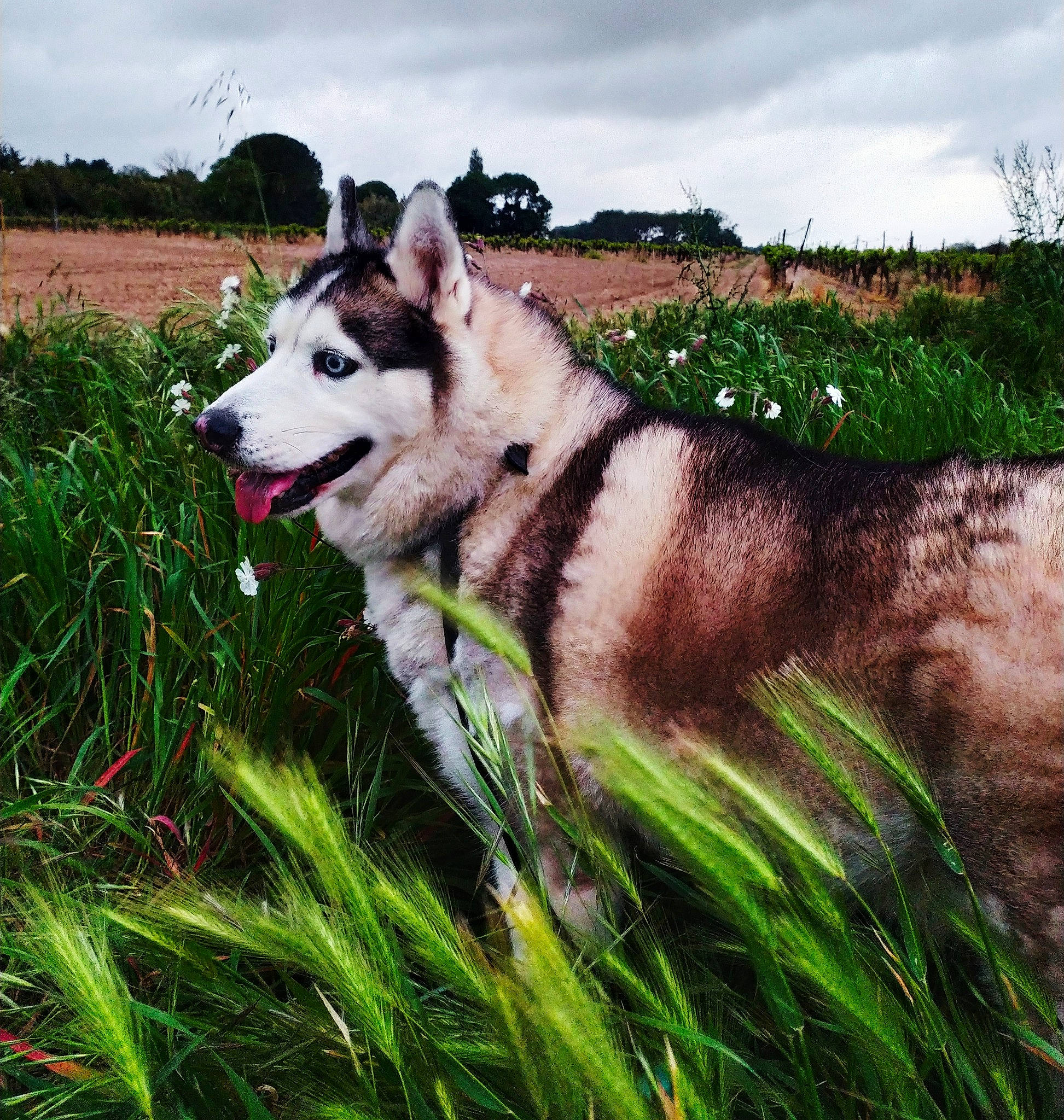 Hanoï a rejoint le concours — aidez-le/la à gagner de superbes lots ! alaskan_malamute, canidae, carnivore, czechoslovakian_wolfdog, dog, dog_breed, east_siberian_laika, grass, greenland_dog, mammal, native_american_indian_dog, northern_inuit_dog, saarloos_wolfdog, seppala_siberian_sleddog, siberian_husky, sled_dog, tamaskan_dog, vertebrate, west_siberian_laika, wolfdog
