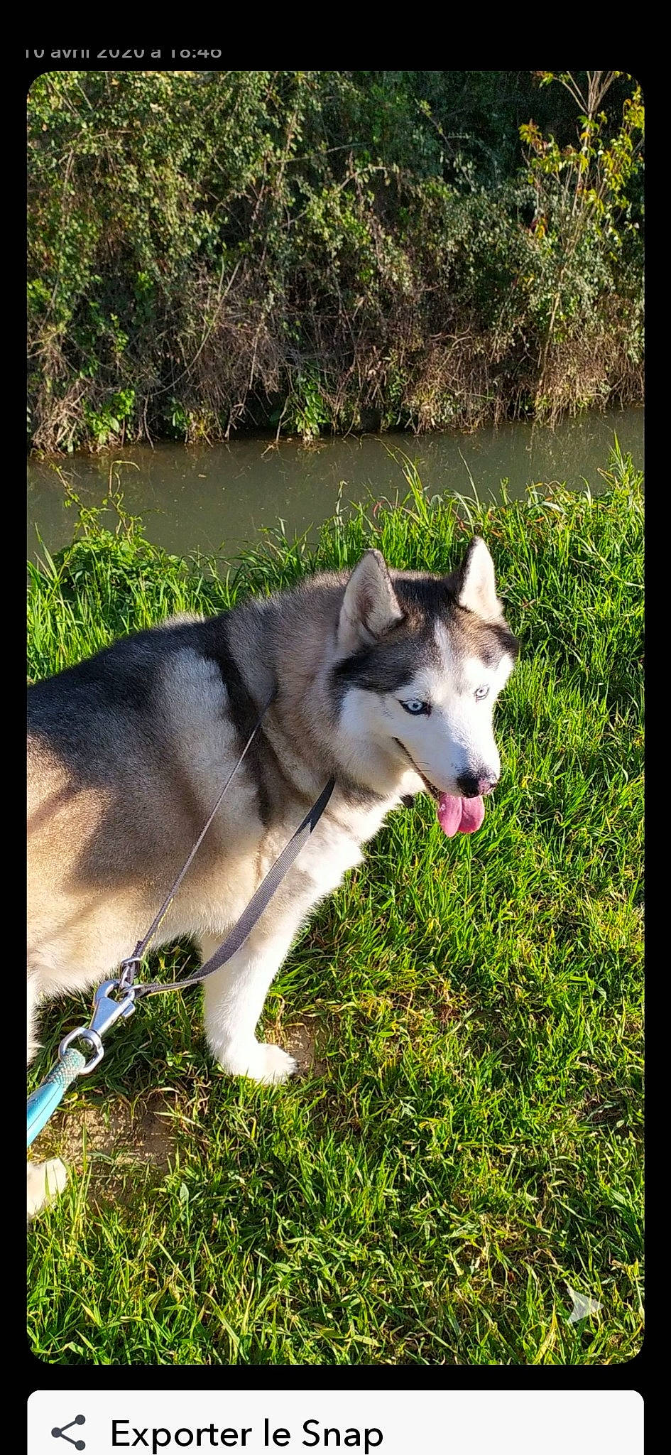 Hanoï participe au concours pour gagner de l'argent avec cette photo : alaskan_malamute, canadian_eskimo_dog, canidae, carnivore, czechoslovakian_wolfdog, dog, dog_breed, east_siberian_laika, grass, jamthund, mammal, native_american_indian_dog, northern_inuit_dog, saarloos_wolfdog, seppala_siberian_sleddog, siberian_husky, sled_dog, tamaskan_dog, vertebrate, wolfdog